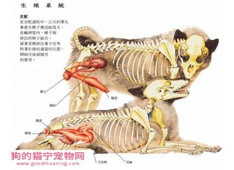 宠物医疗常识(宠物医疗内容) 第1张 宠物医疗常识(宠物医疗内容) 第1张