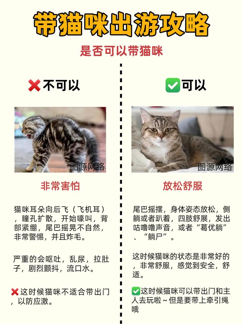 长途出行怎样带猫咪出行(开车长途怎么带猫) 第4张 长途出行怎样带猫咪出行(开车长途怎么带猫) 第4张