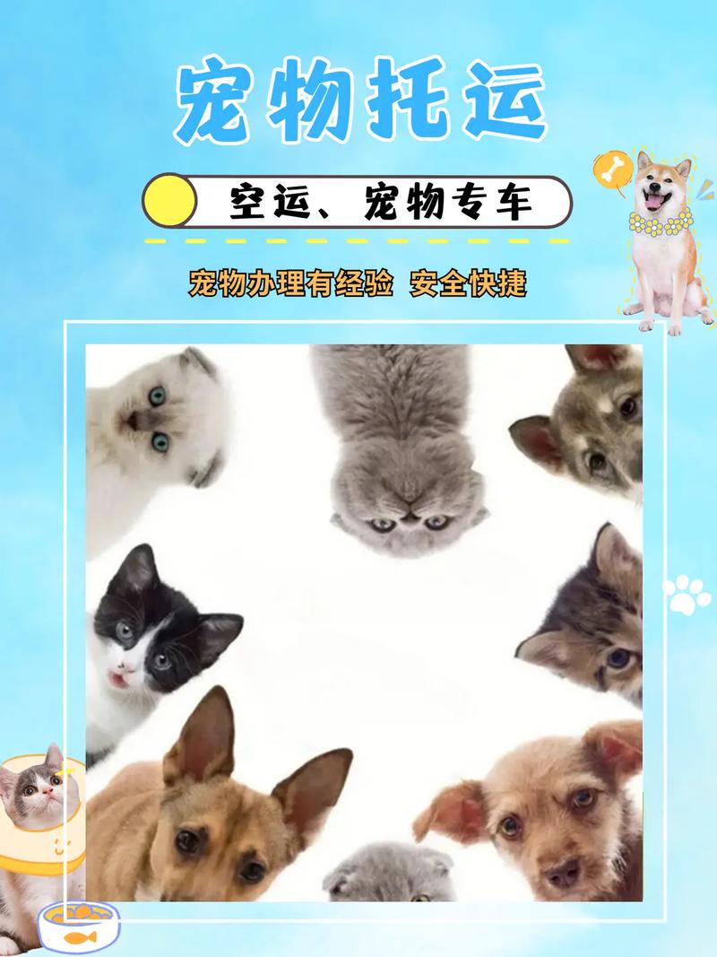 长途出行怎样带猫咪出行(开车长途怎么带猫) 第7张 长途出行怎样带猫咪出行(开车长途怎么带猫) 第7张