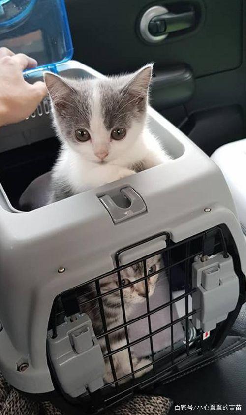 怎么带着猫咪出行(怎么带猫咪出去玩) 第2张 怎么带着猫咪出行(怎么带猫咪出去玩) 第2张