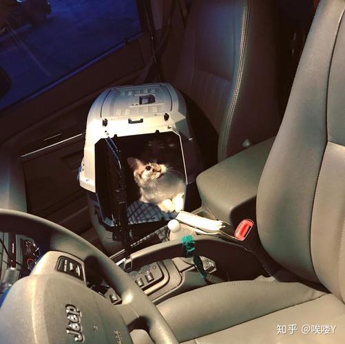 怎么带着猫咪出行(怎么带猫咪出去玩) 第3张 怎么带着猫咪出行(怎么带猫咪出去玩) 第3张