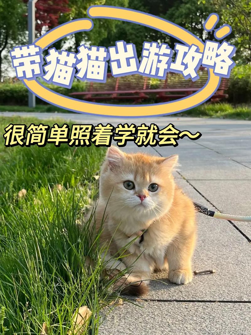 怎么带着猫咪出行(怎么带猫咪出去玩) 第5张 怎么带着猫咪出行(怎么带猫咪出去玩) 第5张