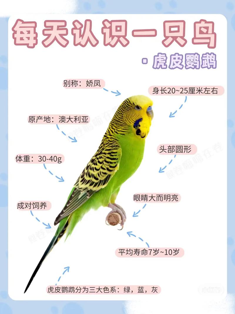 宠物基本常识(宠物常识大百科) 第7张 宠物基本常识(宠物常识大百科) 第7张