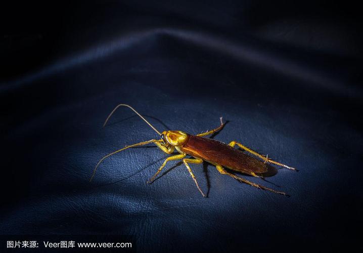 蟑螂为什么都是晚上出行,蟑螂为什么会在晚上出来 第2张 蟑螂为什么都是晚上出行,蟑螂为什么会在晚上出来 第2张