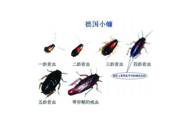 蟑螂为什么都是晚上出行,蟑螂为什么会在晚上出来 第5张 蟑螂为什么都是晚上出行,蟑螂为什么会在晚上出来 第5张