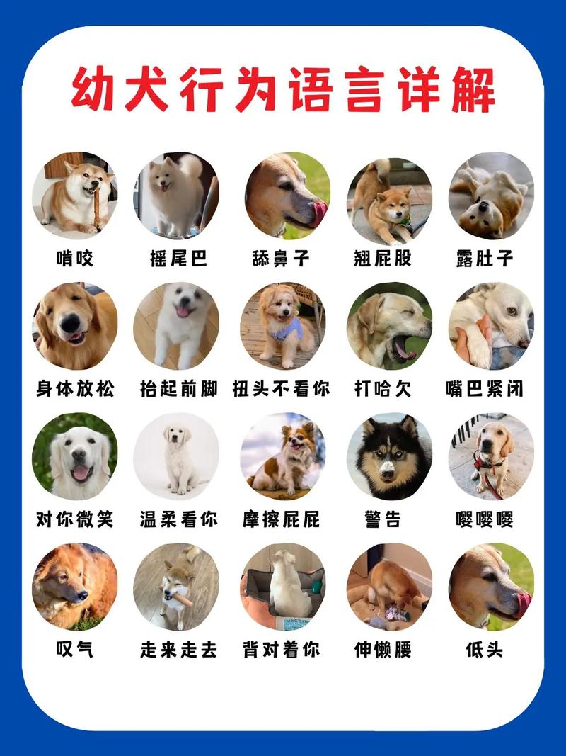 宠物健康常识(宠物日常小知识) 第7张 宠物健康常识(宠物日常小知识) 第7张