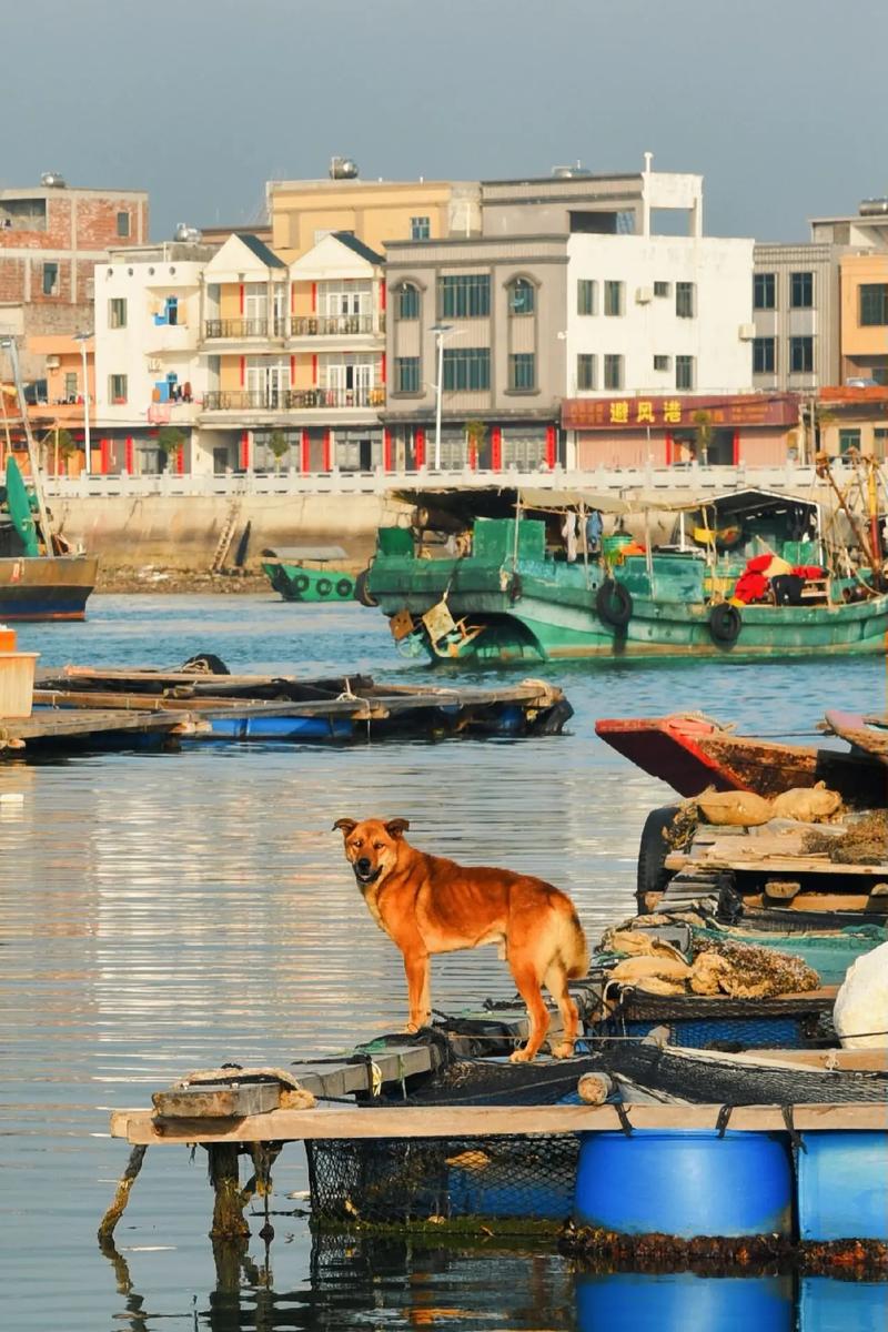 湛江出行要隔离吗(湛江出去要核酸吗) 第3张 湛江出行要隔离吗(湛江出去要核酸吗) 第3张