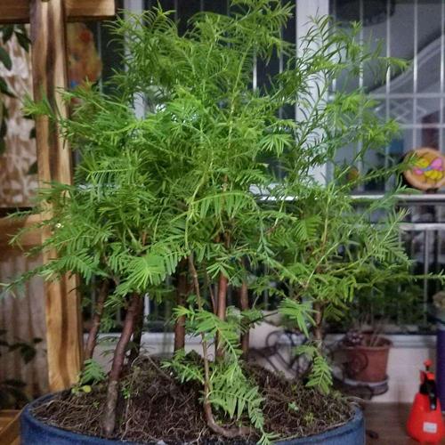 水彬盆景怎么养护常识(水彬树用什么药致死) 第3张 水彬盆景怎么养护常识(水彬树用什么药致死) 第3张