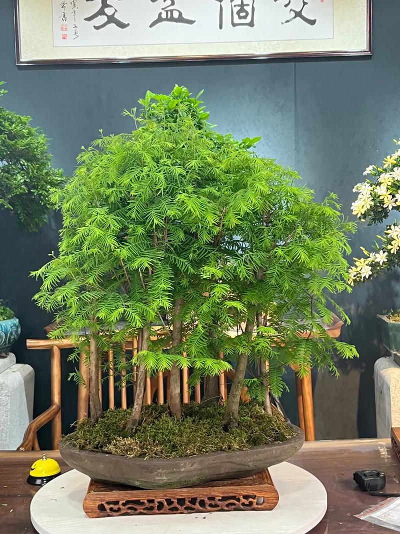 水彬盆景怎么养护常识(水彬树用什么药致死) 第5张 水彬盆景怎么养护常识(水彬树用什么药致死) 第5张