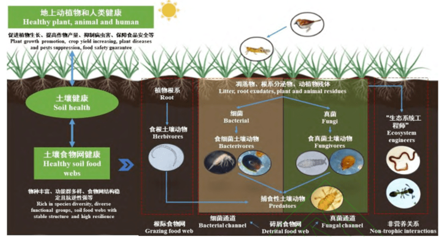 生物常识知识大全(生物常识100题含答案) 第2张 生物常识知识大全(生物常识100题含答案) 第2张