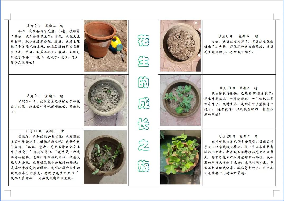 花生的生长常识 - 花生是怎么生长的 第5张 花生的生长常识 - 花生是怎么生长的 第5张