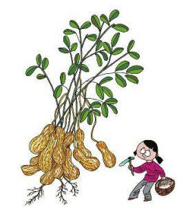 花生的生长常识 - 花生是怎么生长的 第4张 花生的生长常识 - 花生是怎么生长的 第4张