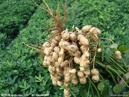 花生的生长常识 - 花生是怎么生长的 第6张 花生的生长常识 - 花生是怎么生长的 第6张