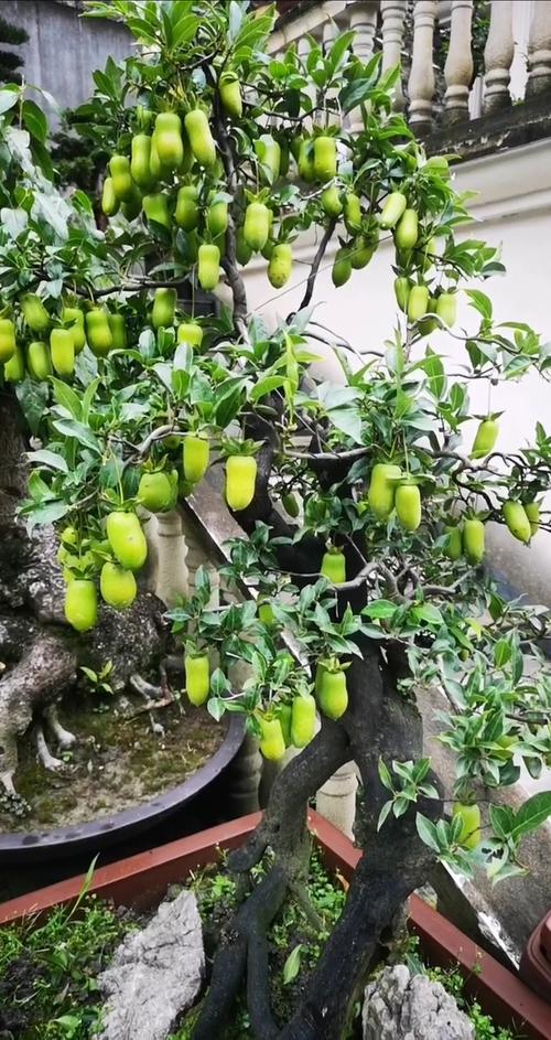 花生的生长常识 - 花生是怎么生长的 第7张 花生的生长常识 - 花生是怎么生长的 第7张