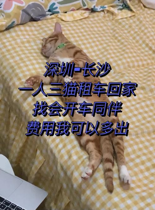 长沙猫咪怎么出行,长沙猫咪吧 第2张 长沙猫咪怎么出行,长沙猫咪吧 第2张