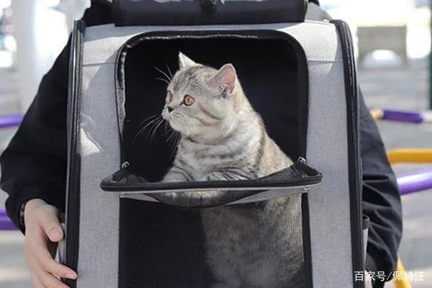 长沙猫咪怎么出行,长沙猫咪吧 第4张 长沙猫咪怎么出行,长沙猫咪吧 第4张