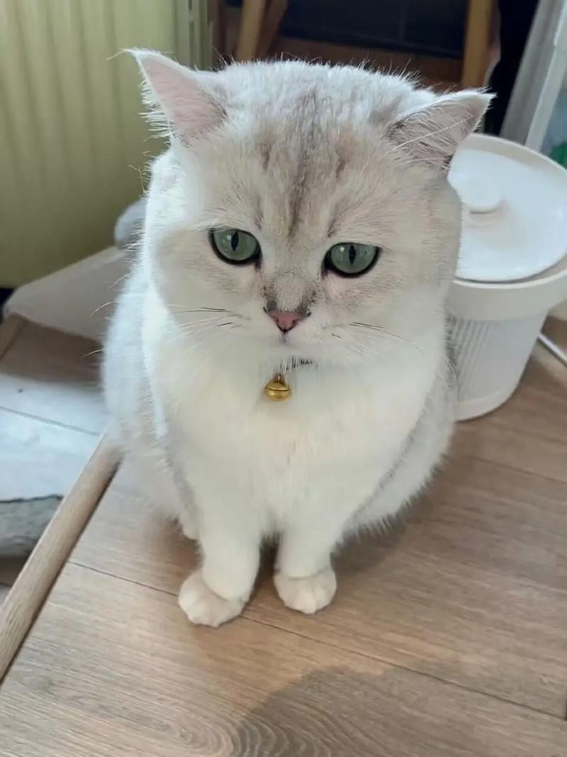 长沙猫咪怎么出行,长沙猫咪吧 第5张 长沙猫咪怎么出行,长沙猫咪吧 第5张