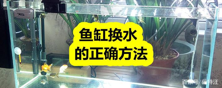 鱼缸养鱼常识,鱼缸饲养 第3张 鱼缸养鱼常识,鱼缸饲养 第3张