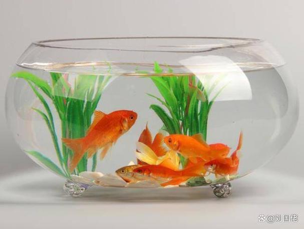 鱼缸养鱼常识,鱼缸饲养 第4张 鱼缸养鱼常识,鱼缸饲养 第4张