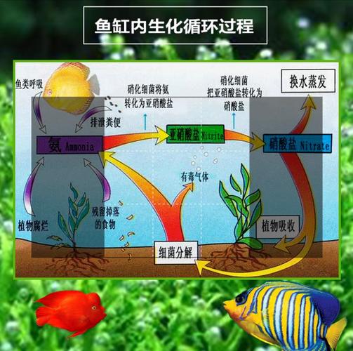 鱼缸养鱼常识,鱼缸饲养 第5张 鱼缸养鱼常识,鱼缸饲养 第5张
