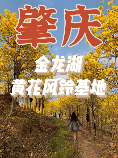 肇庆旅游安全出行吗,肇庆自由行攻略3日游 第3张 肇庆旅游安全出行吗,肇庆自由行攻略3日游 第3张