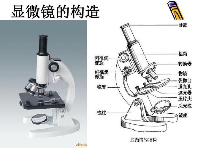 显微镜使用的基本常识 - 显微镜的使用包括什么 第4张 显微镜使用的基本常识 - 显微镜的使用包括什么 第4张