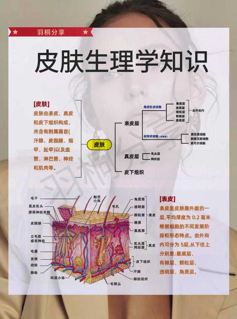 美容师必备美容常识(美容师小知识) 第2张 美容师必备美容常识(美容师小知识) 第2张