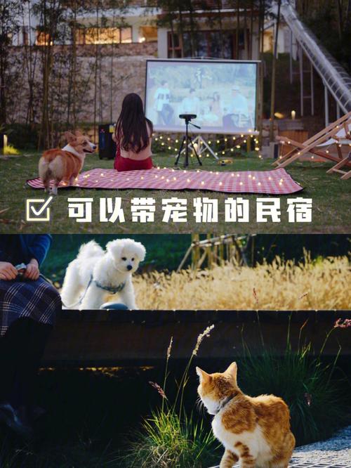 长沙夏天带狗出行,长沙可以带狗的景区 第2张 长沙夏天带狗出行,长沙可以带狗的景区 第2张