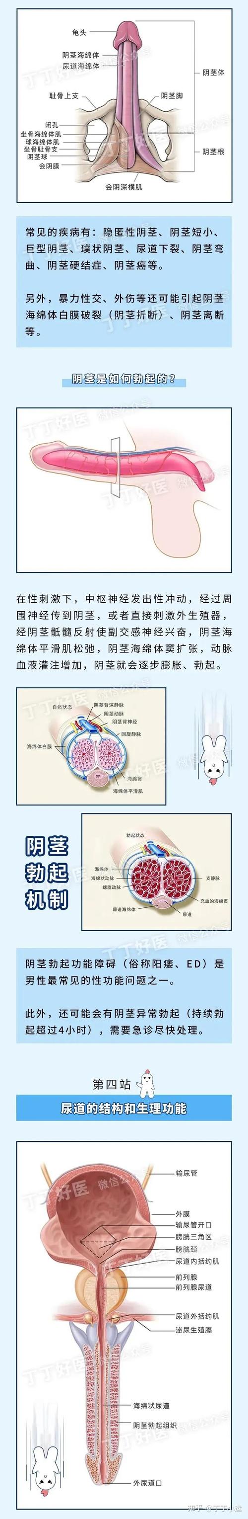 前列腺小常识,前列腺的日常保健知识 第1张 前列腺小常识,前列腺的日常保健知识 第1张