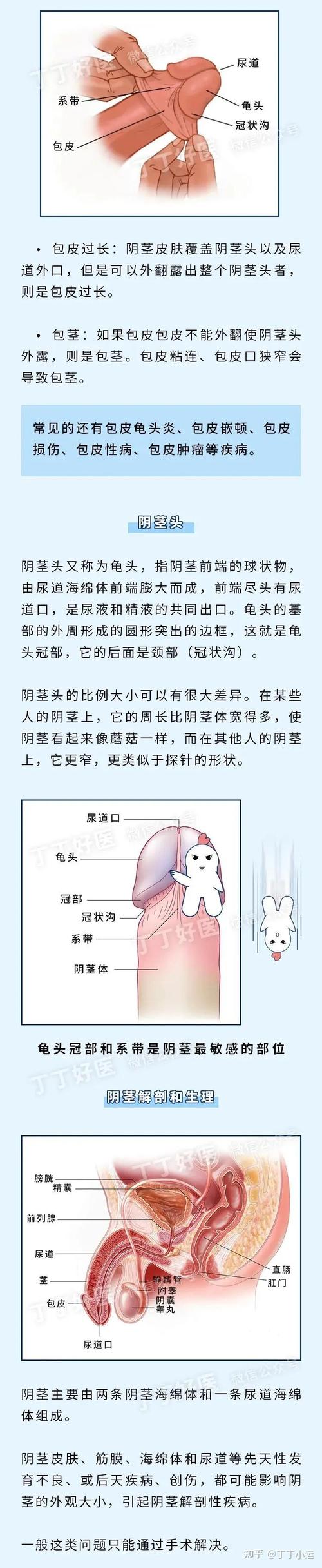 前列腺小常识,前列腺的日常保健知识 第5张 前列腺小常识,前列腺的日常保健知识 第5张