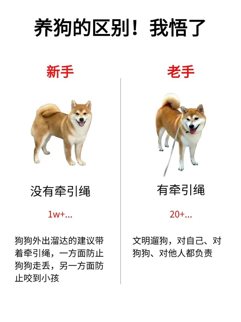 养狗基本常识,养狗基本常识大全 第5张 养狗基本常识,养狗基本常识大全 第5张