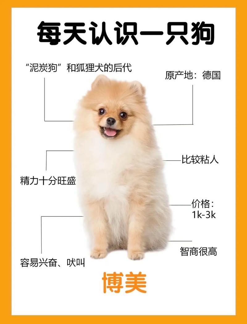 博美养狗常识,博美狗狗如何饲养 第1张 博美养狗常识,博美狗狗如何饲养 第1张