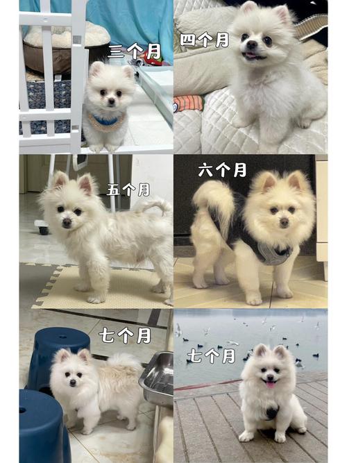 博美养狗常识,博美狗狗如何饲养 第2张 博美养狗常识,博美狗狗如何饲养 第2张