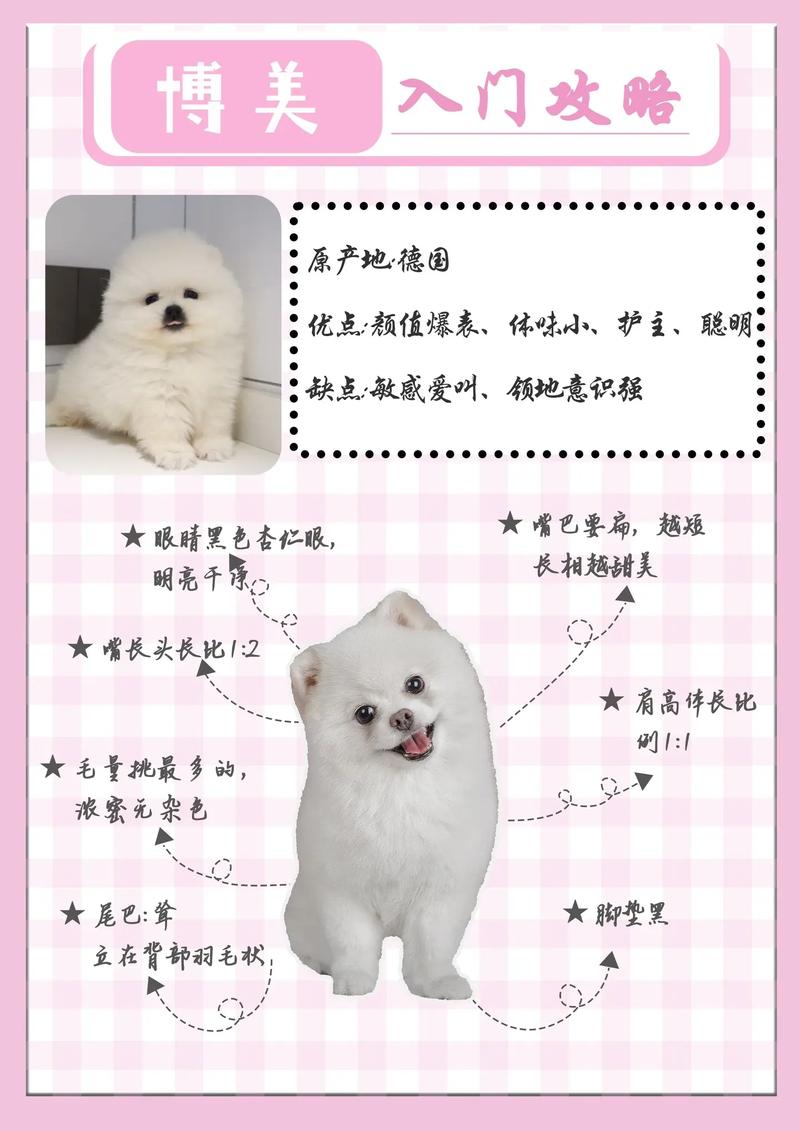 博美养狗常识,博美狗狗如何饲养 第4张 博美养狗常识,博美狗狗如何饲养 第4张
