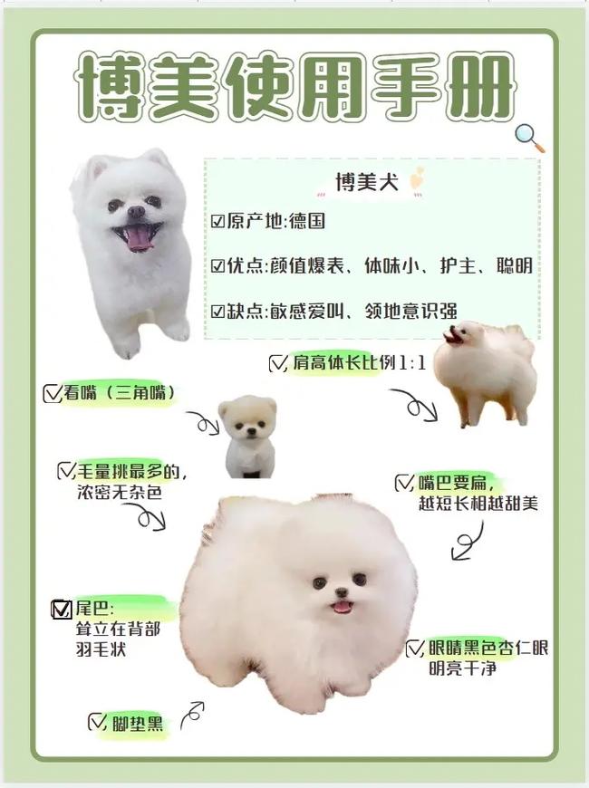 博美养狗常识,博美狗狗如何饲养 第5张 博美养狗常识,博美狗狗如何饲养 第5张