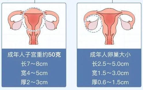 卵巢经期常识 - 月经,卵巢周期的概念 第3张 卵巢经期常识 - 月经,卵巢周期的概念 第3张