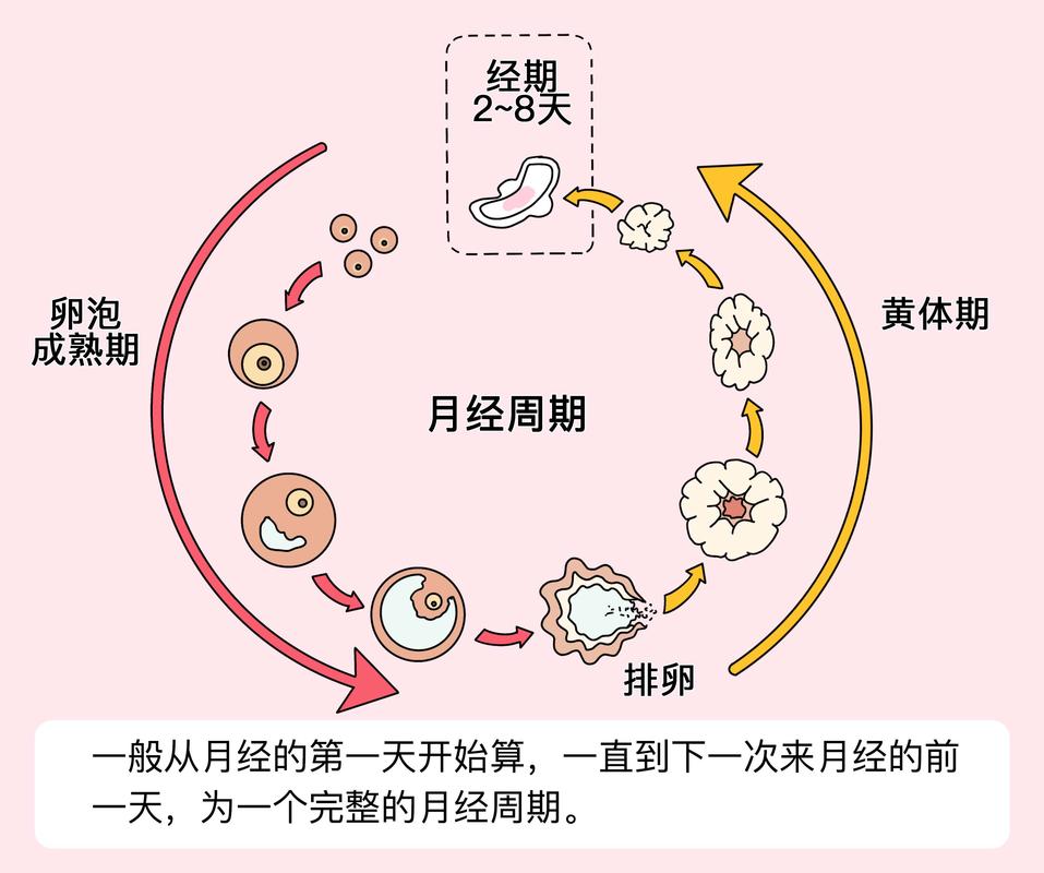 卵巢经期常识 - 月经,卵巢周期的概念 第5张 卵巢经期常识 - 月经,卵巢周期的概念 第5张