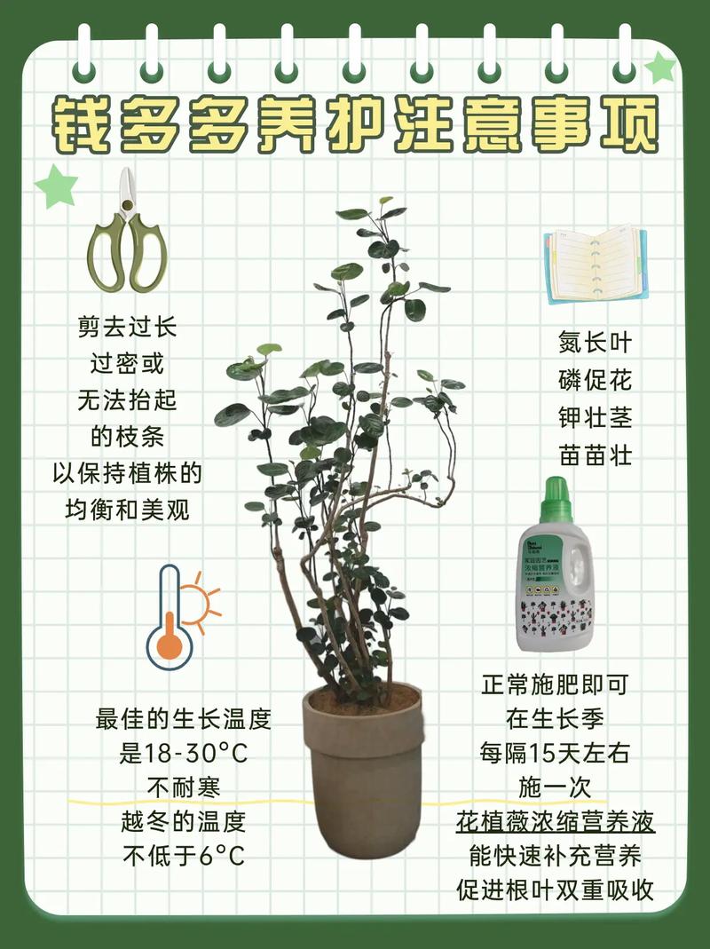 植物养护常识,植物养护常识内容 第4张 植物养护常识,植物养护常识内容 第4张