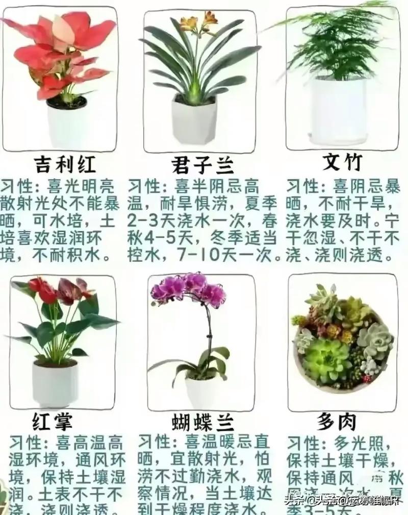 植物养护常识,植物养护常识内容 第7张 植物养护常识,植物养护常识内容 第7张