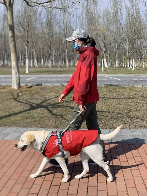 怎样带导盲犬出行 - 怎样带导盲犬出行回家 第2张 怎样带导盲犬出行 - 怎样带导盲犬出行回家 第2张