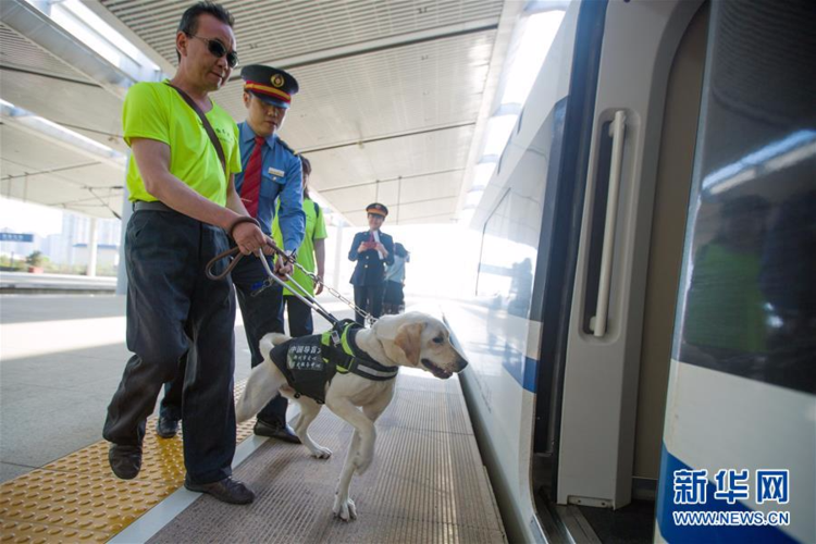 怎样带导盲犬出行 - 怎样带导盲犬出行回家 第8张 怎样带导盲犬出行 - 怎样带导盲犬出行回家 第8张