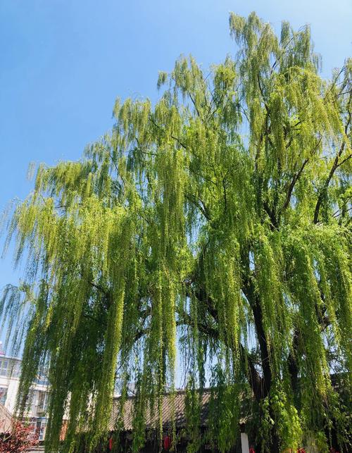 怎么防止飞絮出行(如何防止飞蛾) 第4张 怎么防止飞絮出行(如何防止飞蛾) 第4张