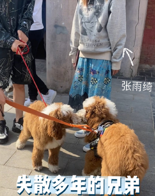 张雨绮出行照片高清(张雨绮时尚照片) 第8张 张雨绮出行照片高清(张雨绮时尚照片) 第8张