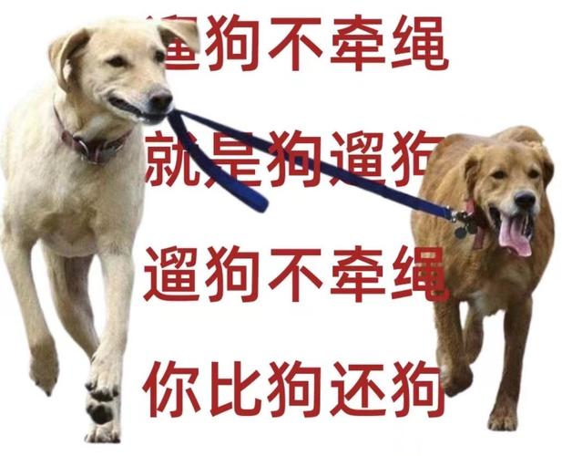 长沙带狗出行要求(长沙能带狗狗去的旅游景点) 第4张 长沙带狗出行要求(长沙能带狗狗去的旅游景点) 第4张