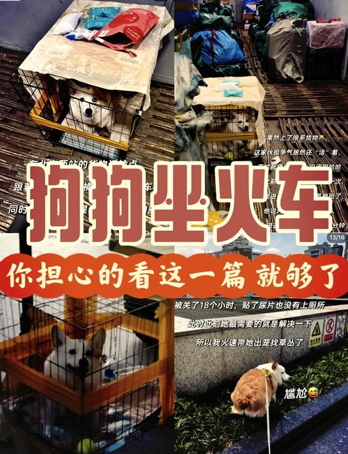 长沙带狗出行要求(长沙能带狗狗去的旅游景点) 第5张 长沙带狗出行要求(长沙能带狗狗去的旅游景点) 第5张