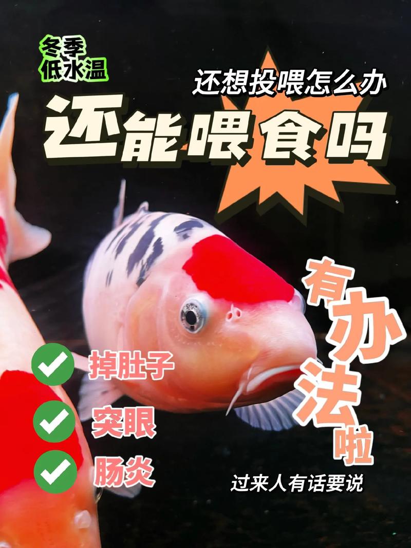 家庭养鱼必备常识,家庭 养鱼 第3张 家庭养鱼必备常识,家庭 养鱼 第3张