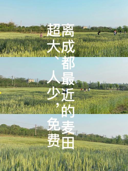 招招出行和麦田出行哪个好 - 招招出行平台怎么样 第1张 招招出行和麦田出行哪个好 - 招招出行平台怎么样 第1张