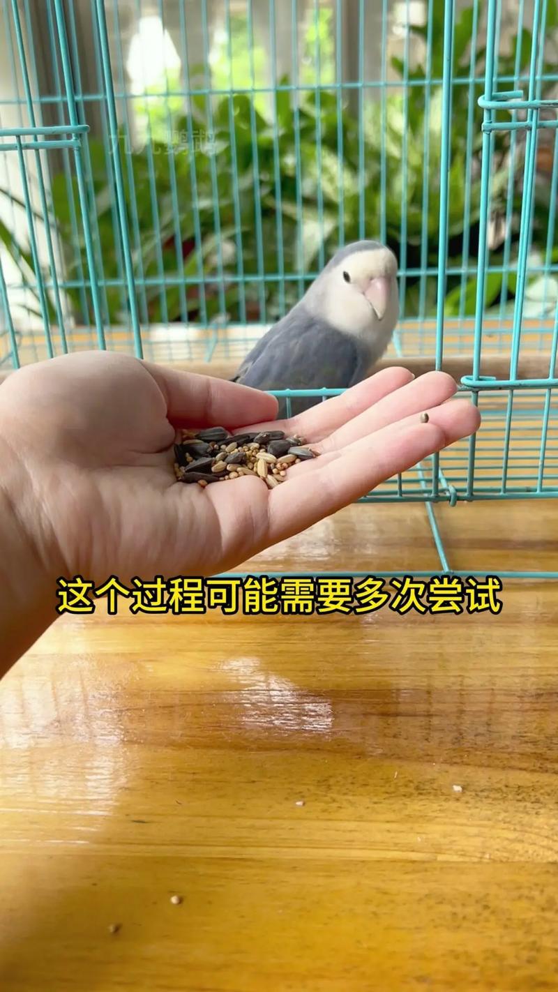 怎么带着鹦鹉出行(怎么带鹦鹉坐车) 第2张 怎么带着鹦鹉出行(怎么带鹦鹉坐车) 第2张