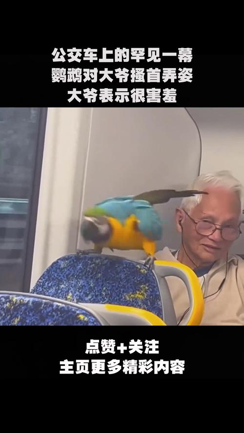 怎么带着鹦鹉出行(怎么带鹦鹉坐车) 第3张 怎么带着鹦鹉出行(怎么带鹦鹉坐车) 第3张