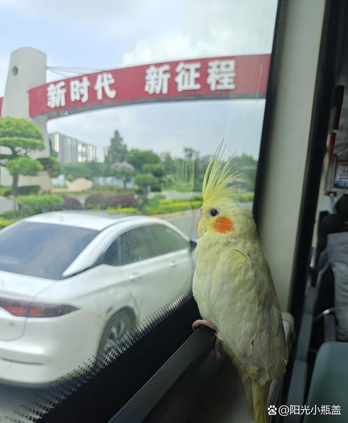 怎么带着鹦鹉出行(怎么带鹦鹉坐车) 第4张 怎么带着鹦鹉出行(怎么带鹦鹉坐车) 第4张